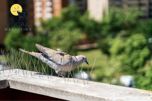 شركة تركيب طارد الحمام بجدة